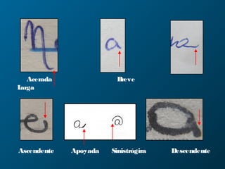Acerada Breve
Larga
Ascendente Apoyada Sinistrógira Descendente
 