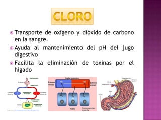  Transporte

de oxigeno y dióxido de carbono
en la sangre.
 Ayuda al mantenimiento del pH del jugo
digestivo
 Facilita la eliminación de toxinas por el
hígado

 