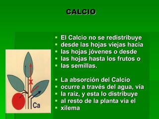 CALCIO <ul><li>El Calcio no se redistribuye </li></ul><ul><li>desde las hojas viejas hacia </li></ul><ul><li>las hojas jóv...