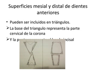 Superficies mesial y distal de dientes
anteriores
• Pueden ser incluidos en triángulos.
La base del triangulo representa la parte
cervical de la corona
Y la punta representa el borde incisal
 
