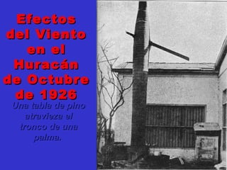 EfectosEfectos
del Vientodel Viento
en elen el
HuracánHuracán
de Octubrede Octubre
de 1926de 1926
Una tabla de pinoUna tabla de pino
atravieza elatravieza el
tronco de unatronco de una
palma.palma.
 