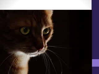 Elementos plásticos de la imagen- PERCEPCIÓN VISUAL