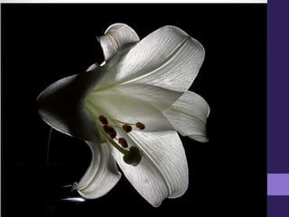 Elementos plásticos de la imagen- PERCEPCIÓN VISUAL