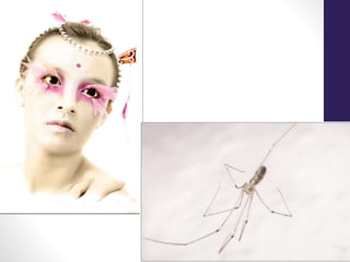 Elementos plásticos de la imagen- PERCEPCIÓN VISUAL