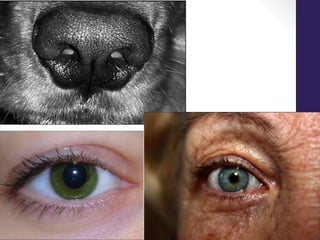 Elementos plásticos de la imagen- PERCEPCIÓN VISUAL