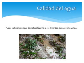 Puede trabajar con agua de mala calidad física (sedimentos, algas, detritos, etc.).
 