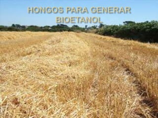 HONGOS PARA GENERAR BIOETANOL
