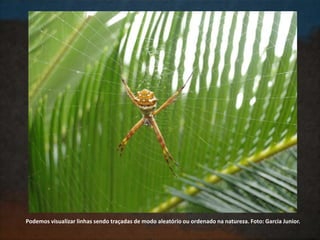Podemos visualizar linhas sendo traçadas de modo aleatório ou ordenado na natureza. Foto: Garcia Junior.
 