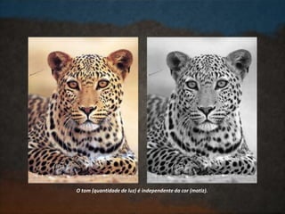 O tom (quantidade de luz) é independente da cor (matiz).
 