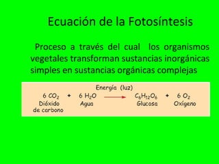 Ecuación de la Fotosíntesis
 Proceso a través del cual los organismos
vegetales transforman sustancias inorgánicas
simples en sustancias orgánicas complejas
 