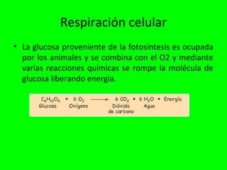Respiración celular
• La glucosa proveniente de la fotosíntesis es ocupada
  por los animales y se combina con el O2 y mediante
  varias reacciones químicas se rompe la molécula de
  glucosa liberando energía.
 
