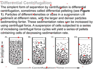 6/26/2015
Differential Centrifugation
The simplest form of separation by centrifugation is differential
centrifugation, sometimes called differential pelleting (see Figure
1). Particles of different densities or sizes in a suspension will
sediment at different rates, with the larger and denser particles
sedimenting faster. These sedimentation rates can be increased by
using centrifugal force. A suspension of cells subjected to a series
of increasing centrifugal force cycles will yield a series of pellets
containing cells of decreasing sedimentation rate.
 