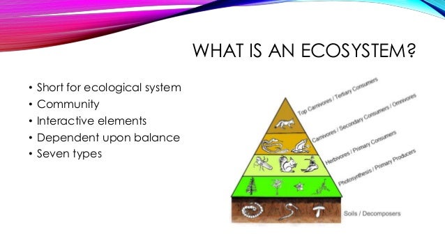 Elements Of An Ecosystem