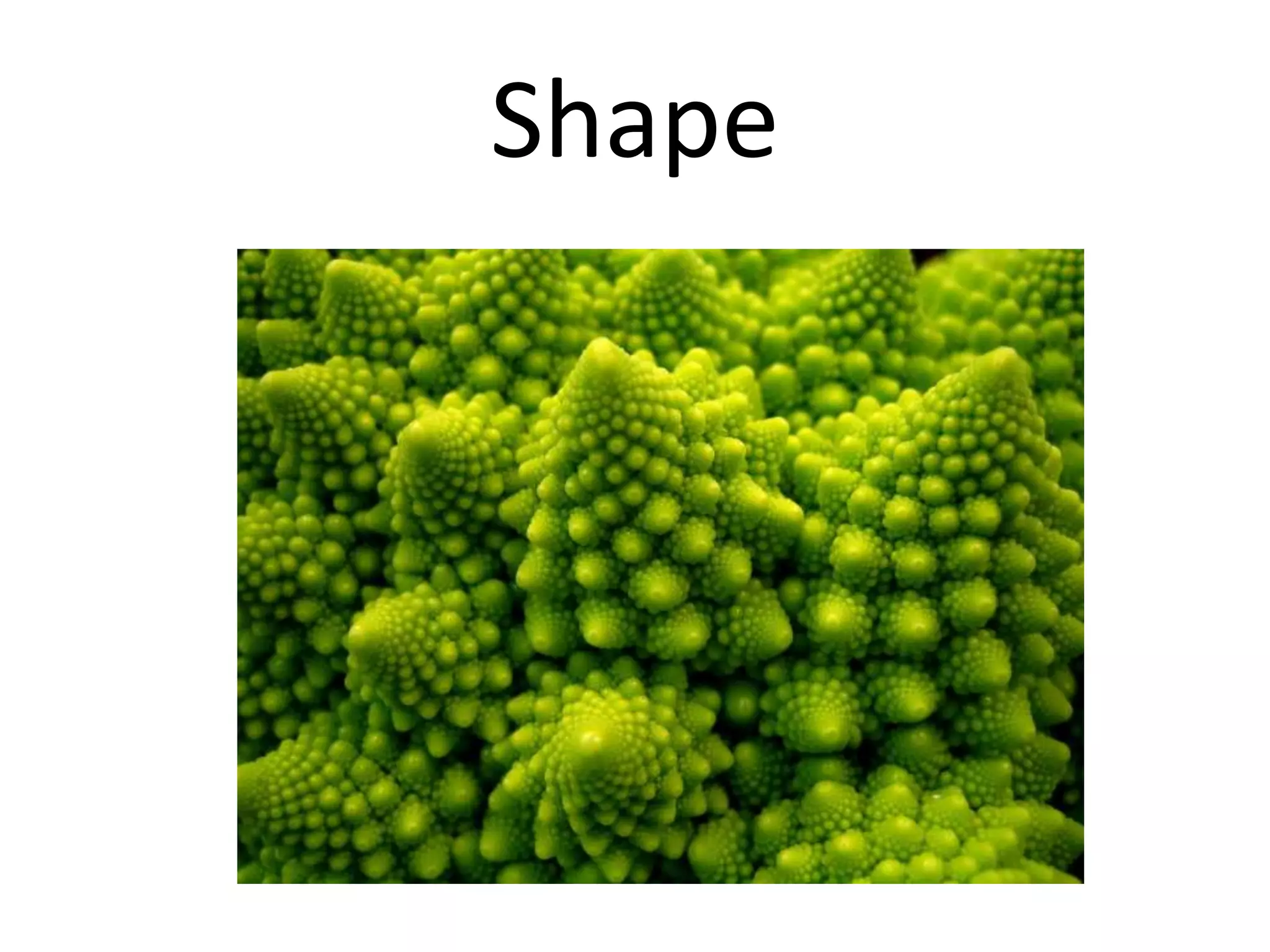 Shape
 