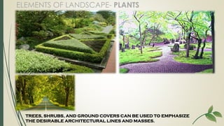 TREES, SHRUBS, AND GROUND COVERS CAN BE USED TO EMPHASIZE
THE DESIRABLE ARCHITECTURAL LINES AND MASSES.
ELEMENTS OF LANDSC...