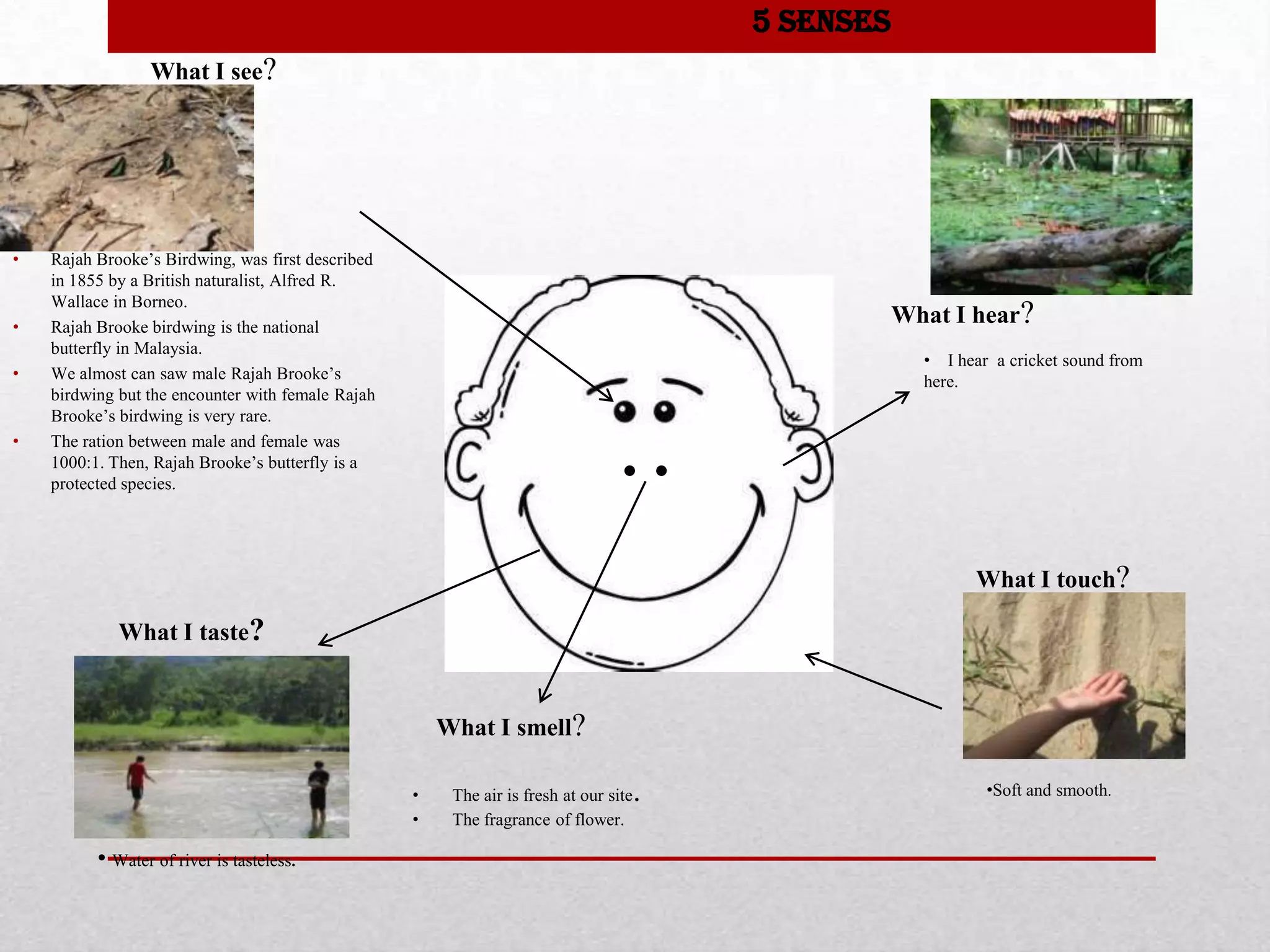 • Rajah Brooke’s Birdwing, was first described
in 1855 by a British naturalist, Alfred R.
Wallace in Borneo.
• Rajah Brooke birdwing is the national
butterfly in Malaysia.
• We almost can saw male Rajah Brooke’s
birdwing but the encounter with female Rajah
Brooke’s birdwing is very rare.
• The ration between male and female was
1000:1. Then, Rajah Brooke’s butterfly is a
protected species.
What I see?
What I taste?
• Water of river is tasteless.
What I touch?
•Soft and smooth.
5 Senses
What I hear?
What I smell?
• I hear a cricket sound from
here.
• The air is fresh at our site.
• The fragrance of flower.
 