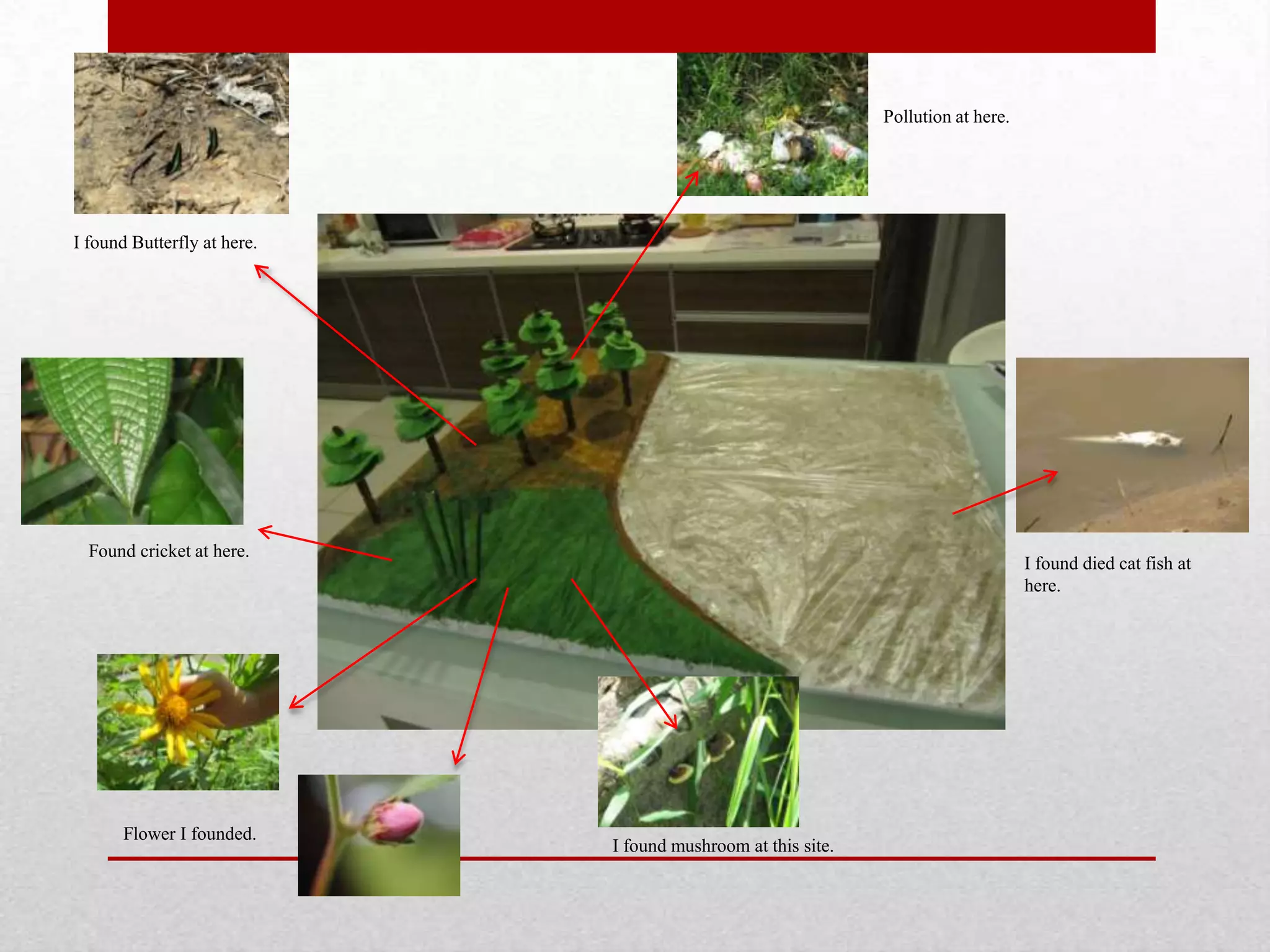 I found Butterfly at here.
I found died cat fish at
here.
I found mushroom at this site.
Pollution at here.
Found cricket at here.
Flower I founded.
 