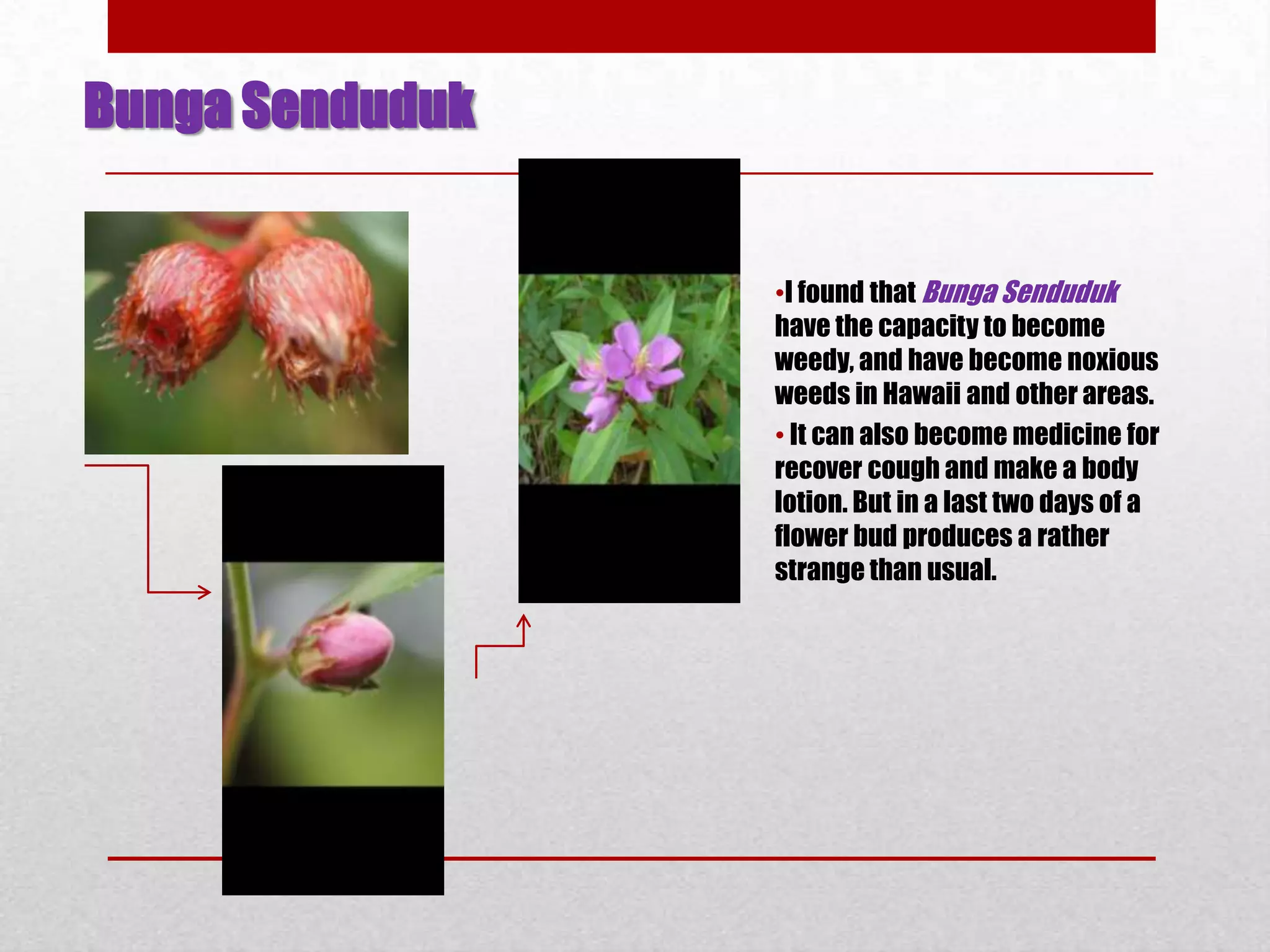 Bunga Senduduk
•I found that Bunga Senduduk
have the capacity to become
weedy, and have become noxious
weeds in Hawaii and other areas.
• It can also become medicine for
recover cough and make a body
lotion. But in a last two days of a
flower bud produces a rather
strange than usual.
 