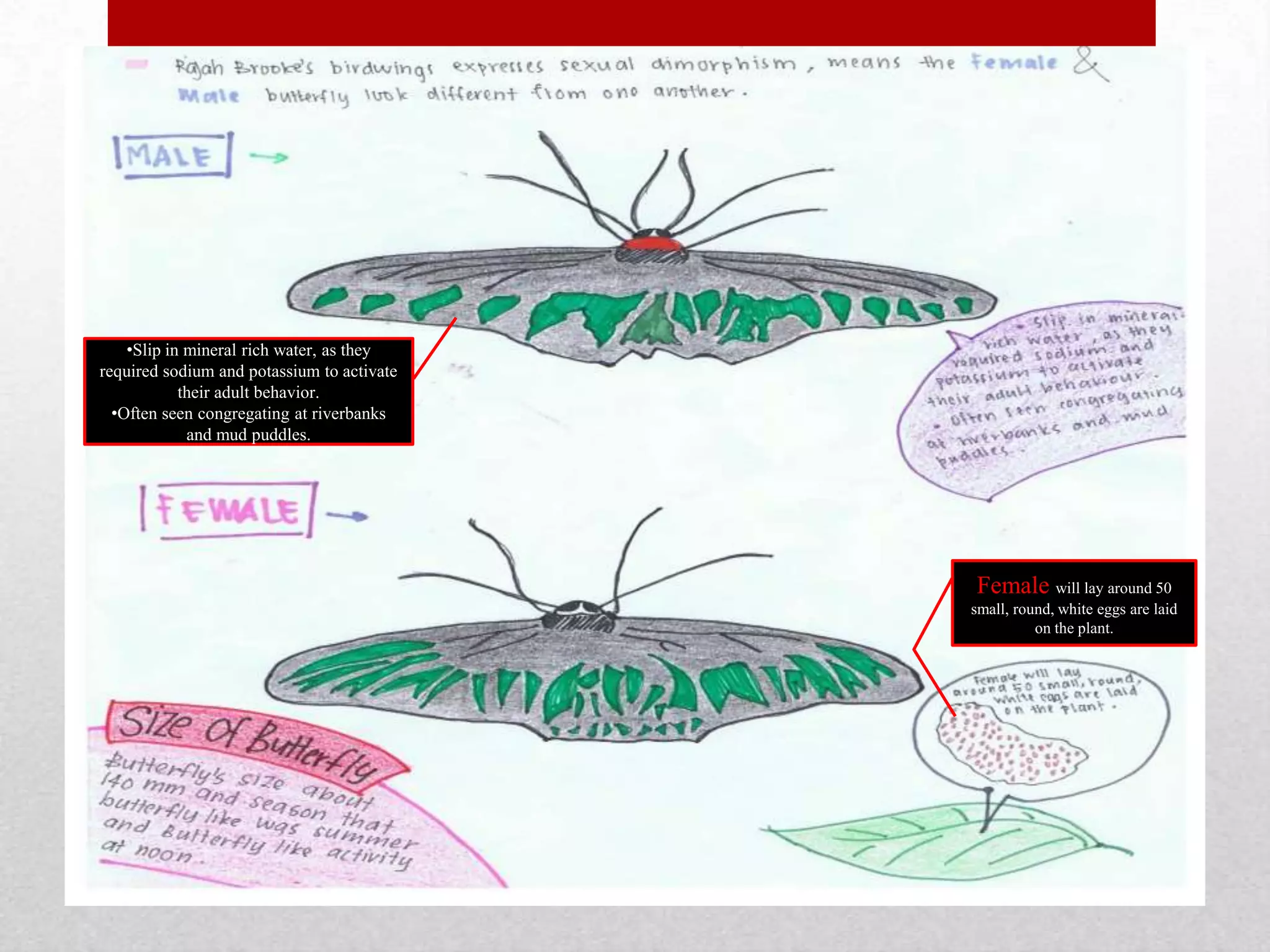 Female will lay around 50
small, round, white eggs are laid
on the plant.
•Slip in mineral rich water, as they
required sodium and potassium to activate
their adult behavior.
•Often seen congregating at riverbanks
and mud puddles.
 