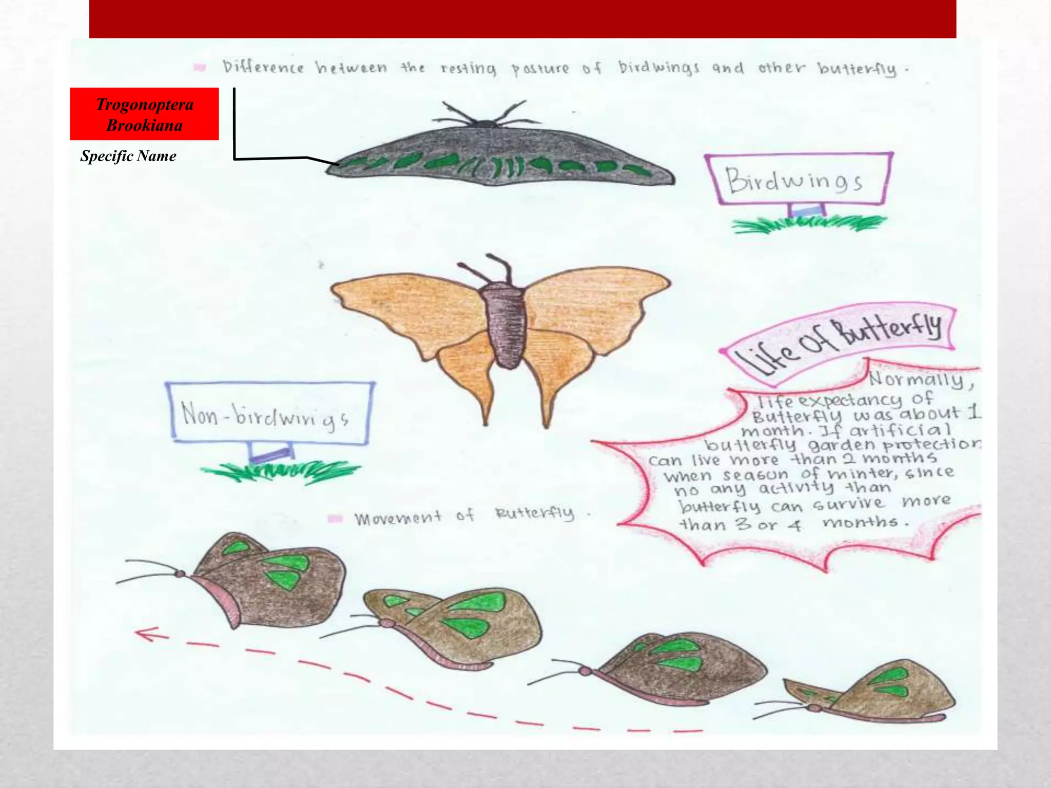 Trogonoptera
Brookiana
Specific Name
 