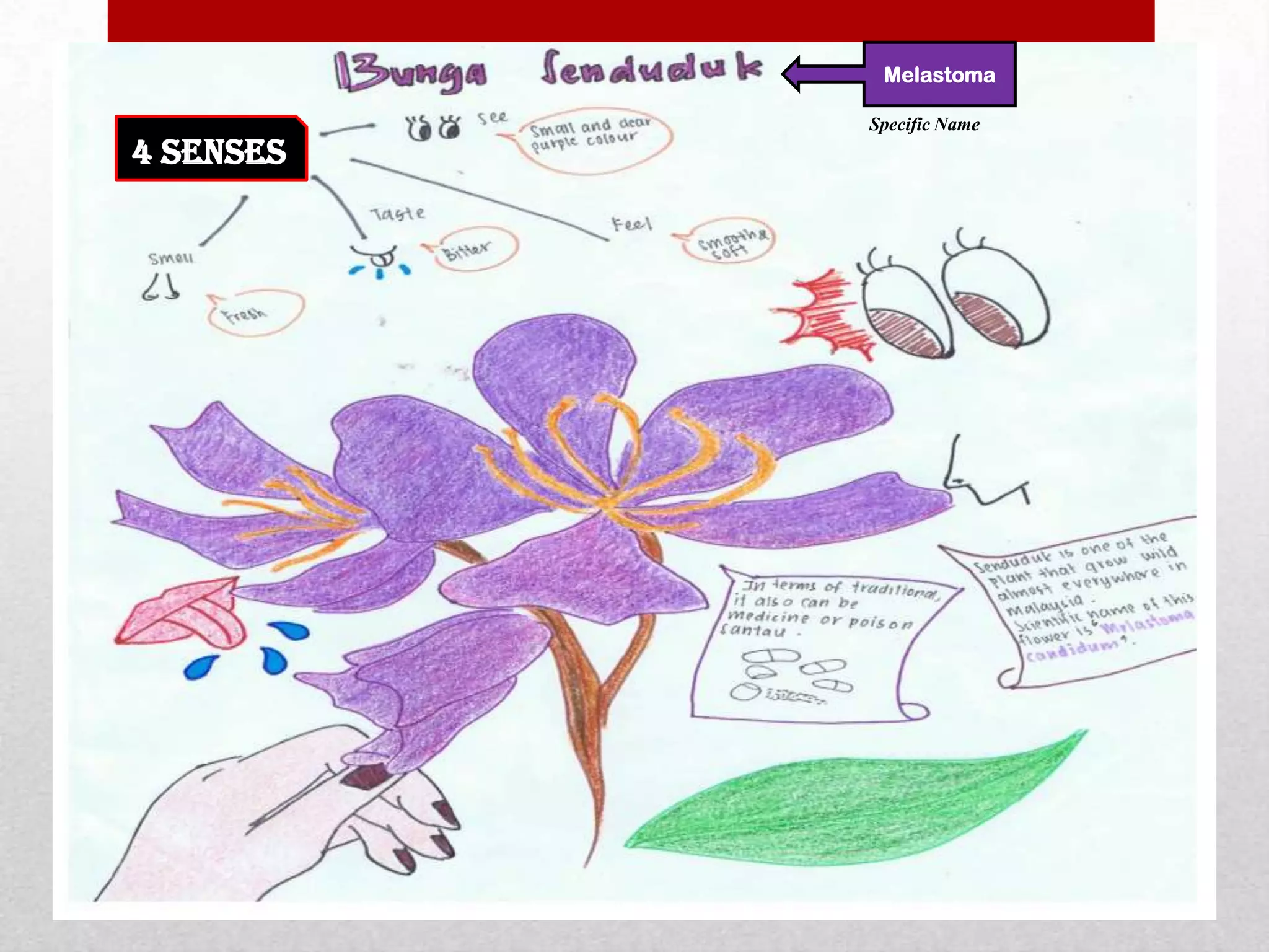 4 senses
Melastoma
Specific Name
 