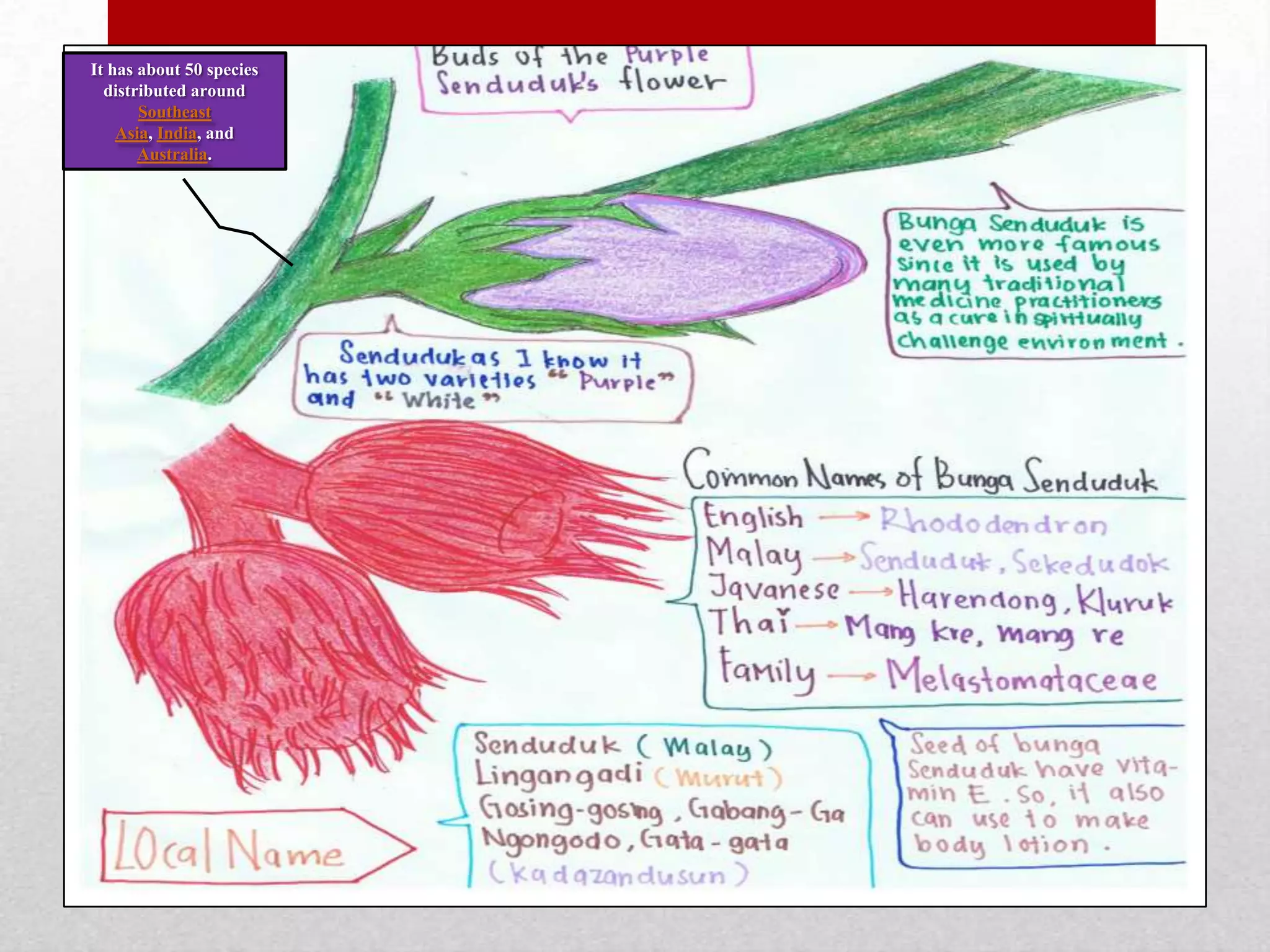 It has about 50 species
distributed around
Southeast
Asia, India, and
Australia.
 