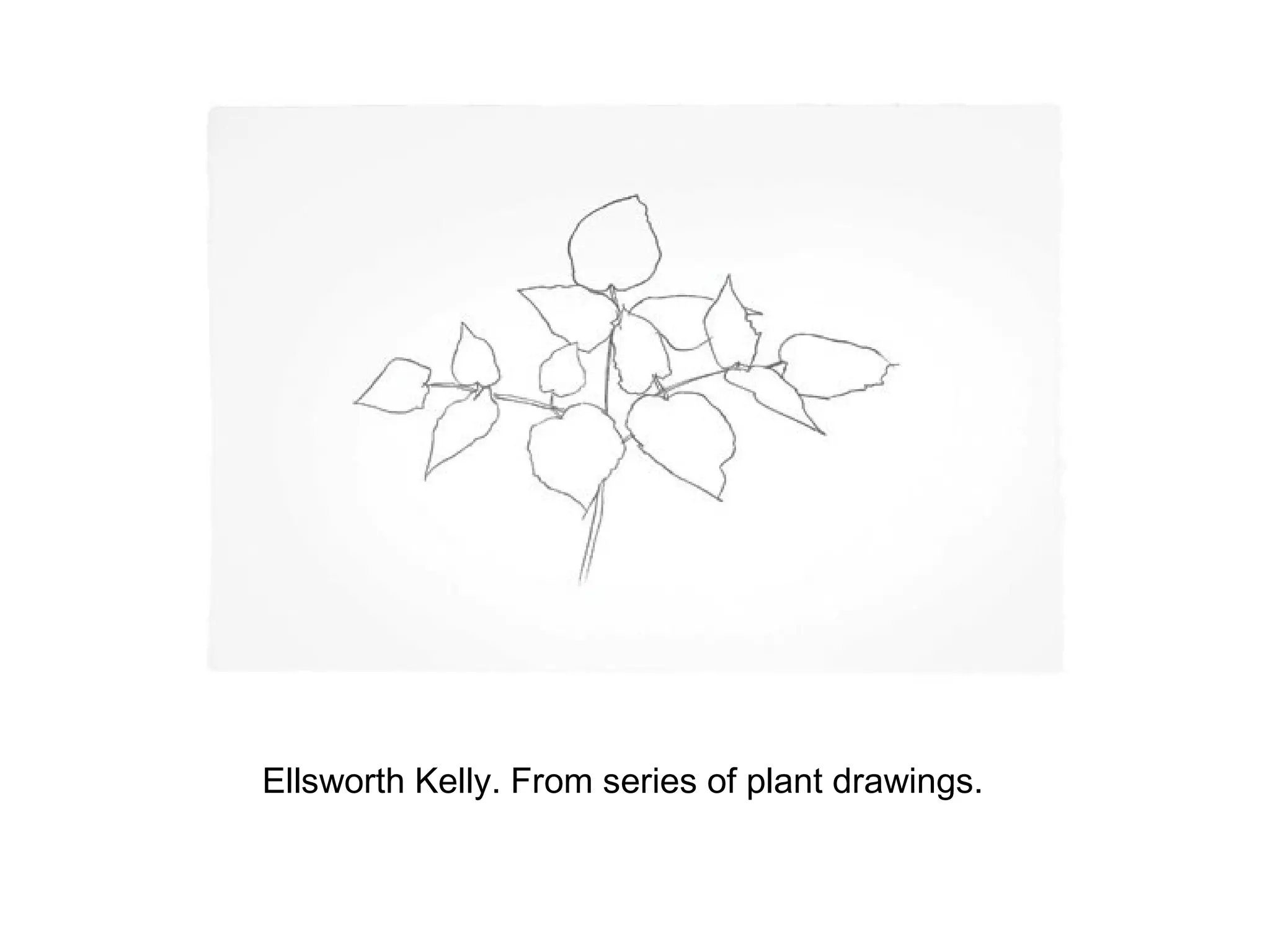 Ellsworth Kelly. From series of plant drawings.
 