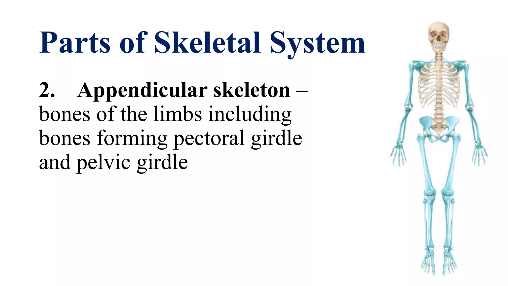 Elements to osteology | PDF