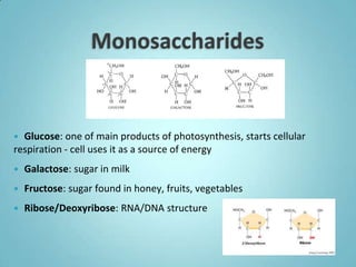 Glucose: one of main products of photosynthesis, starts cellular
respiration - cell uses it as a source of energy
   Galactose: sugar in milk
   Fructose: sugar found in honey, fruits, vegetables
   Ribose/Deoxyribose: RNA/DNA structure
 