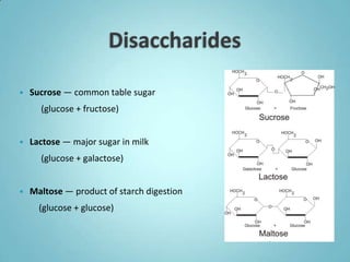    Sucrose — common table sugar
      (glucose + fructose)


   Lactose — major sugar in milk
      (glucose + galactose)


   Maltose — product of starch digestion
      (glucose + glucose)
 