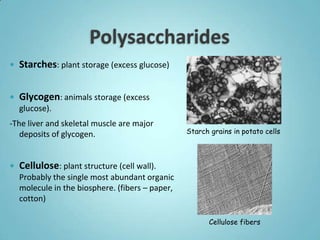    Starches: plant storage (excess glucose)


   Glycogen: animals storage (excess
    glucose).
-The liver and skeletal muscle are major
   deposits of glycogen.                          Starch grains in potato cells



   Cellulose: plant structure (cell wall).
    Probably the single most abundant organic
    molecule in the biosphere. (fibers – paper,
    cotton)

                                                        Cellulose fibers
 