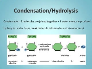 Condensation: 2 molecules are joined together + 1 water molecule produced

Hydrolysis: water helps break molecule into smaller units (monomers)
 