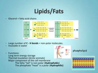    Glycerol + fatty acid chains




   Large number of C - H bonds = non-polar molecules.
   Insoluble in water
                                                          phospholipid
   Functions:
-   Long term energy storage
-   Thermal insulation (Arctic animals)
-   Major component of the cell membrane
          The fatty "tail" is non-polar (Hydrophobic)
          The phosphate "head" is a polar (Hydrophilic)
 