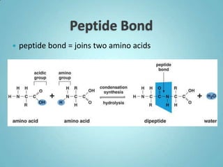    peptide bond = joins two amino acids
 