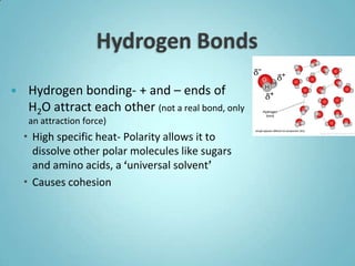     Hydrogen bonding- + and – ends of
     H2O attract each other (not a real bond, only
     an attraction force)
     High specific heat- Polarity allows it to
      dissolve other polar molecules like sugars
      and amino acids, a ‘universal solvent’
     Causes cohesion
 