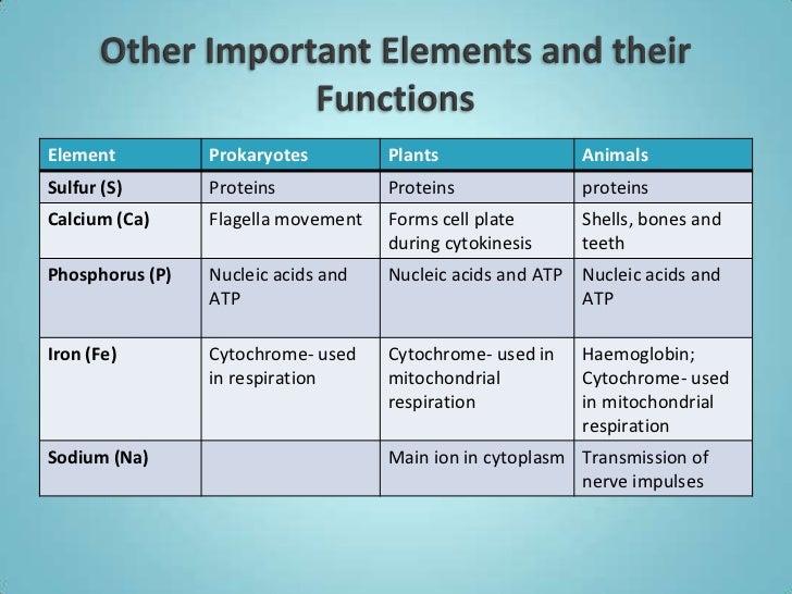 Elements water macromolecules
