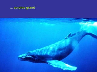 …  au plus grand 