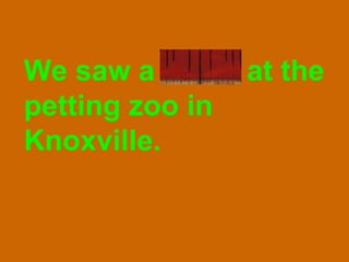 We saw a burro at the petting zoo in Knoxville. 