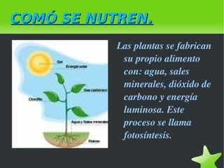 Aquí encontrareis la nutrición de las plantas.
