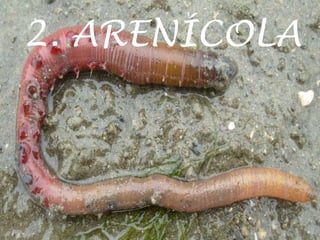 2. ARENÍCOLA
 