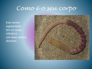 Como é o seu corpo
Este verme
segmentado
ten un corpo
cilíndrico
con dúas rexións
distintas.
 