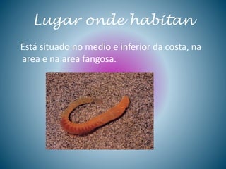 Lugar onde habitan
Está situado no medio e inferior da costa, na
area e na area fangosa.
 