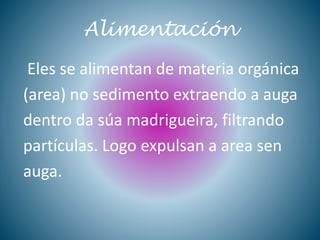 Alimentación
Eles se alimentan de materia orgánica
(area) no sedimento extraendo a auga
dentro da súa madrigueira, filtrando
partículas. Logo expulsan a area sen
auga.
 