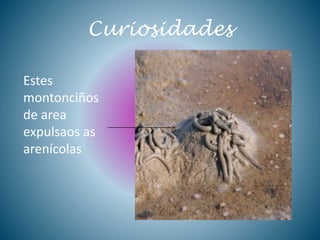 Curiosidades
Estes
montonciños
de area
expulsaos as
arenícolas
 