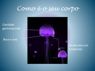 Como é o seu corpo
Cavidade
gastrovascular
Boca e ano
Tentáculos con
cnidocitos
 