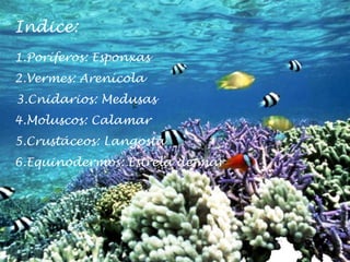 Indice:
1.Poríferos: Esponxas
2.Vermes: Arenícola
3.Cnidarios: Medusas
4.Moluscos: Calamar
5.Crustáceos: Langosta
6.Equinodermos: Estrela de mar
 