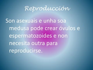 Reproducción
Son asexuais e unha soa
medusa pode crear óvulos e
espermatozoides e non
necesita outra para
reproducirse.
 