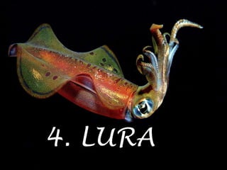 4. LURA
 