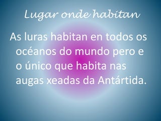 Lugar onde habitan
As luras habitan en todos os
océanos do mundo pero e
o único que habita nas
augas xeadas da Antártida.
 