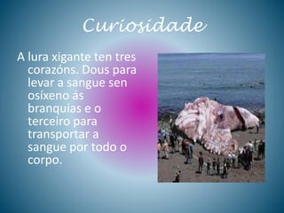 Curiosidade
A lura xigante ten tres
corazóns. Dous para
levar a sangue sen
osíxeno ás
branquias e o
terceiro para
transportar a
sangue por todo o
corpo.
 